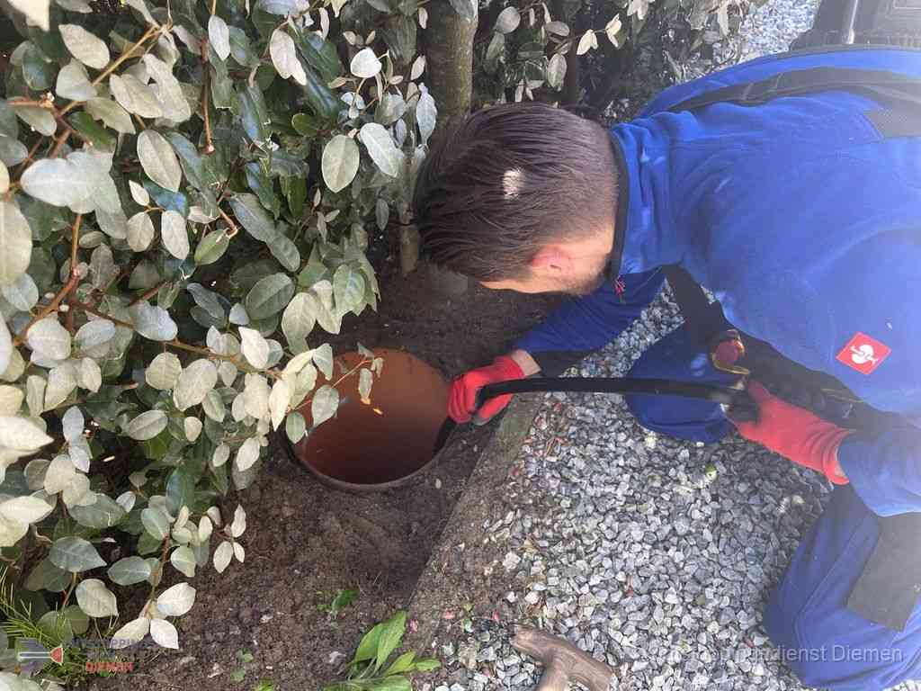 Rioolvliegjes Diemen Rioolvliegjes Diemen